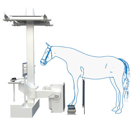 Dorsal Flow Image of Distal Forelimbs - horse
