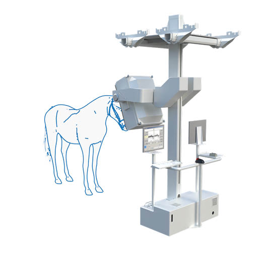 Dorsal View of the Head - horse