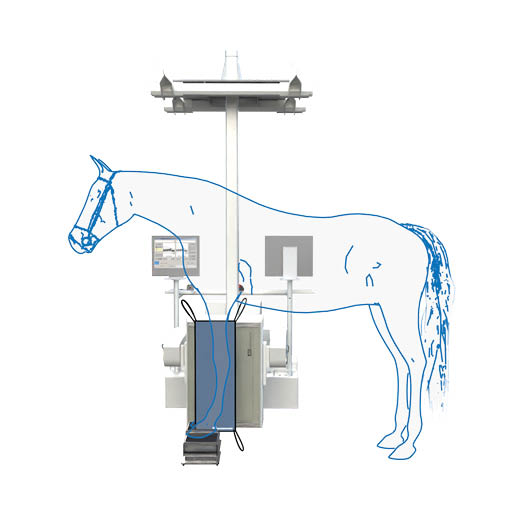 Lateral Bone Phase Image of the Distal LF horse