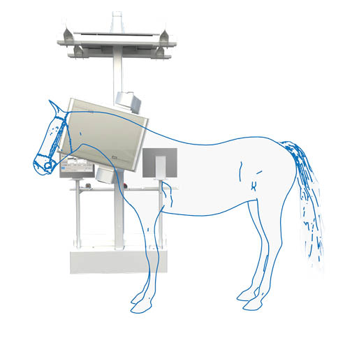Lateral Bone Phase Image of the Distal LF horse